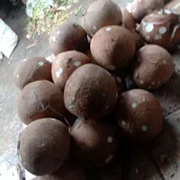 kelapa tua per buah/ bisa di kupas