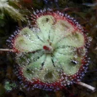 tanaman. drosera BuRmANii