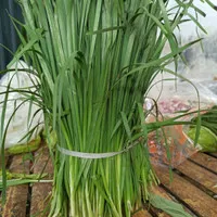 Daun Kucai Segar 1 kg