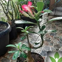 Tanaman hias kamboja jepang - kamboja jepang adenium