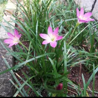 tanaman hias - bunga kucai tulip ( tulip pink )