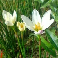 tanaman kucai bunga rain lily putih