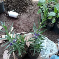 tanaman Lavender