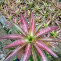 tanaman hias bromelia tri color
