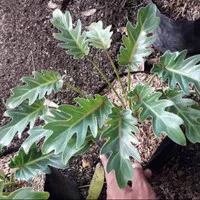 Tanaman hias Philodendron sanadu - Philodendron Xanadu
