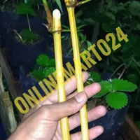 BAMBU KUNING jual stek bamboo kuning kualitas no1