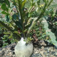 bonsai adenium/kamboja bonggol besar