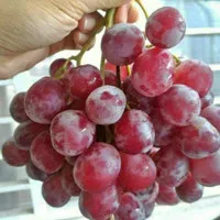 buah anggur Australia merah segar