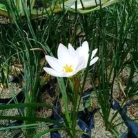 Tanaman hias kucai bunga putih - bunga tulip