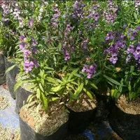 tanaman lavender