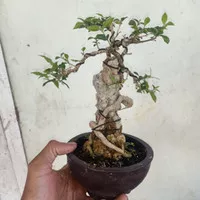 bonsai sakura mikro