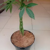 tanaman pachira money tree kepang 6