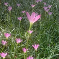 tanaman kucai bunga pink / bunga tulip local