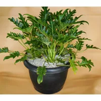 Philodendron Xanadu Large / Rimbun Banget - Tanaman Hias / House Plant