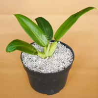 Philo Katak - Philo Eceng - Tanaman Hias / House Plant / Indoor