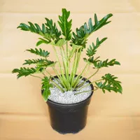 Philodendron Xanadu Rimbun - Tanaman Hias / House Plant / Indoor