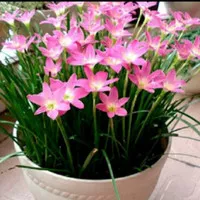 tanaman hias kucai tulip bunga pink lily