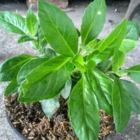 tanaman herbal sambung nyawa nyowo