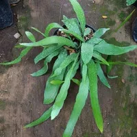 tanaman wijaya kusuma