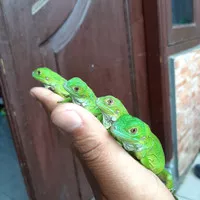 iguana green colombia baby