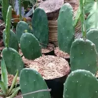 bibit kaktus centong