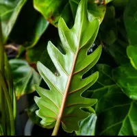 tanaman hias philodendron xanadu
