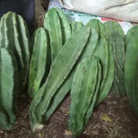 bibit kaktus coboy/kaktus koboy tinggi 20-40cm