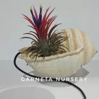 Tillandsia Ionantha Fuego di vas kerang (putih)