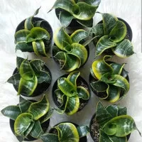 promo tanaman hias sansivera Twister/ tanaman pembersih udara