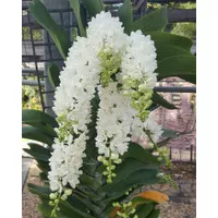 Anngrek Rhynchostylis Gigantea White