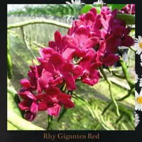 Anngrek Rhynchostylis Gigantea Red