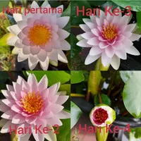 Bunga Teratai / Madame Wilfron Gonnere Waterlily / Waterlily / Teratai