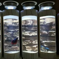 Aquarium/Aquarium Ikan Cupang/Aquarium Ikan Hias/Aquarium Tabung LED