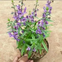 tanaman lavender