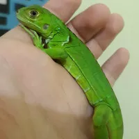 Iguana baby Green Mix Red