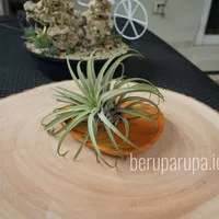 Tillandsia Ionantha Tillandsia capitata tanaman