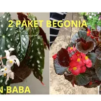 tanaman begonia 2 jenis