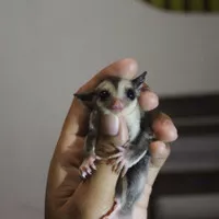 sugar glider joey classic grey