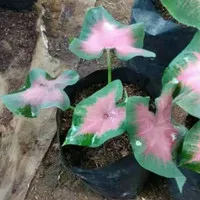 caladium pink love tanaman