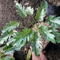 tanaman hias philodendron sanadu / philodendron xanadu