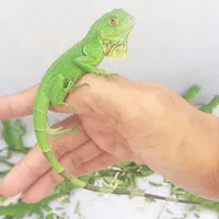 green iguana baby