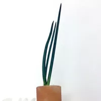 Tanaman Sansevieria sp / Cylindrica bojer