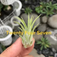 Tillandsia Ionantha Druid Anak Air Plant Tanaman Tanpa Media Tanah