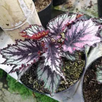 Tanaman Begonia Rex Hybrid (helen teupel)