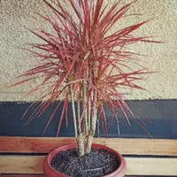 Tanaman Hias Dracaena Tricolor Murah