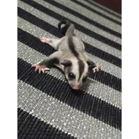 Sugar Glider joey Classic Grey Joey