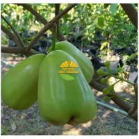 bibit jambu super green