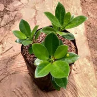 bahan bonsai beringin korea |bibit tanaman hias beringin korea