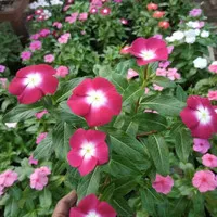 Vinca (I)