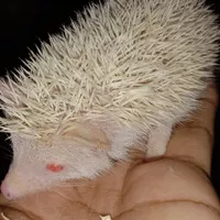 Landak Mini Albino Jantan